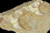 Fossil Mosasaur (Halisaurus) Jaw Section - Morocco #114578-1